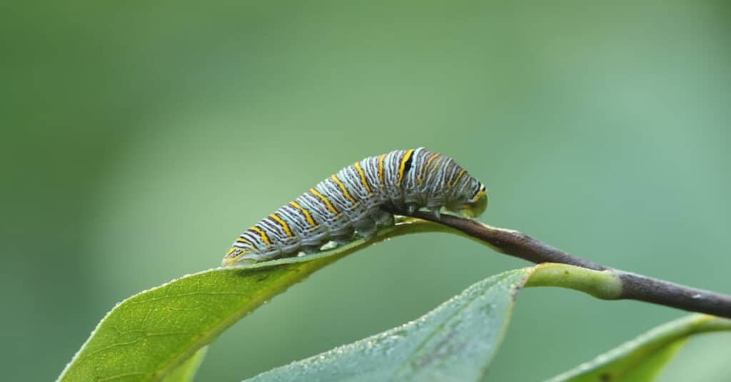 Zebra Swallowtail Butterfly Caterpillar 1