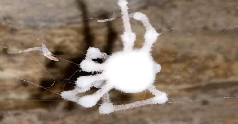 Zombie Spiders: Mysterious Facts & Characteristics