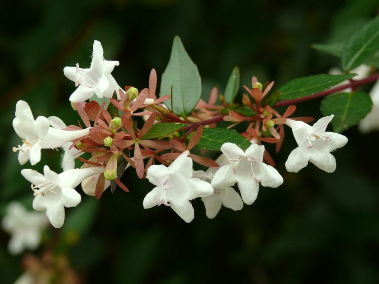 Abelia Grandiflora – With Fragrant Flower Clusters That Last for Months