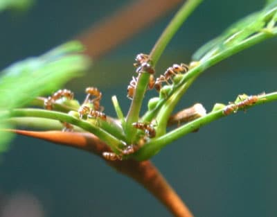 Acacia Ant - Photo by: Ryan Somma