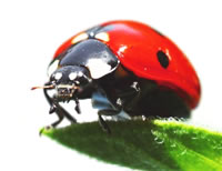 Adult ladybug