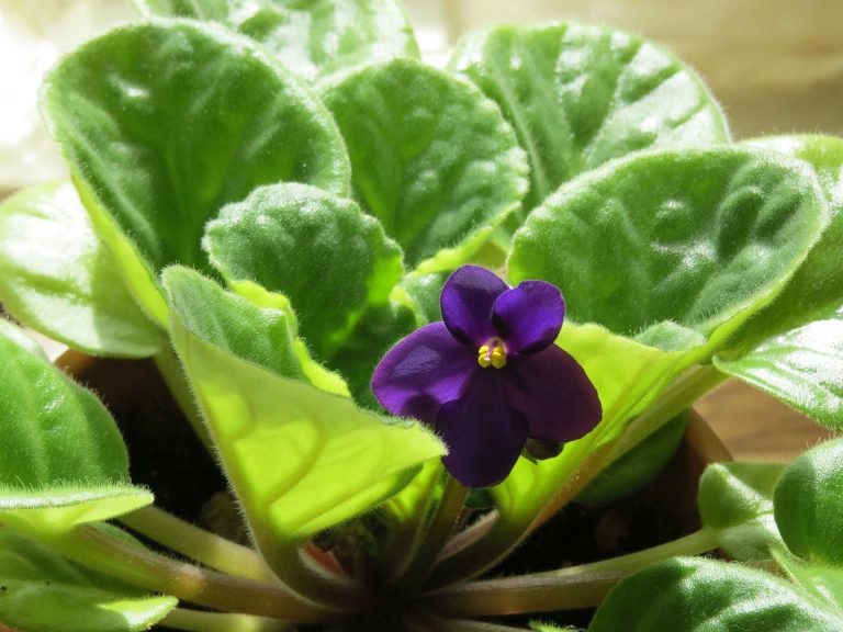 African Violets – One of the Most Popular Indoor Flowering Plants in the World