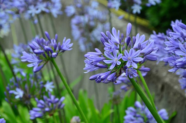 Agapanthus – Greek Agape, Meaning Love, and (Anthos) Meaning Flower