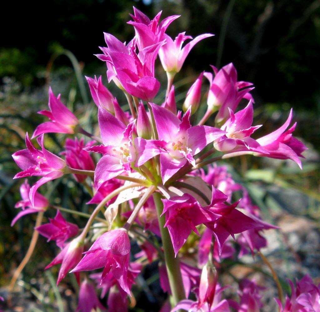 Allium