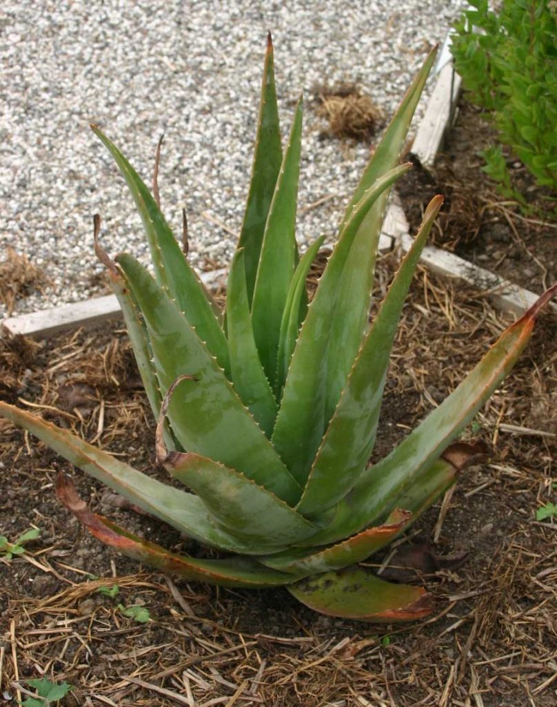 Aloe Vera