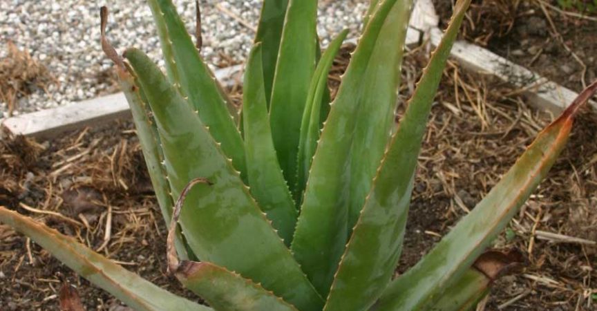 Aloe Vera Learn About Nature