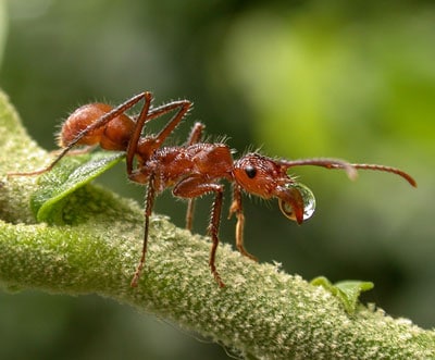 Amazon Ant