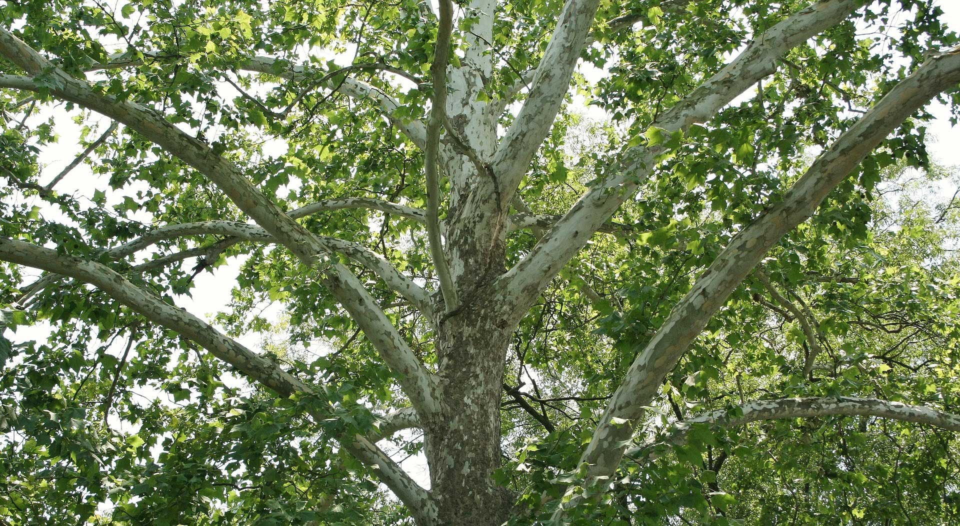 American Sycamore 36" live tree 24" Platanus occidentalis 2' - 3'
