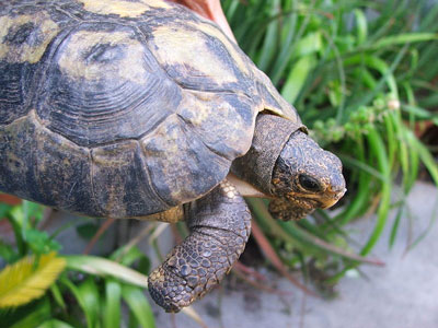 Angulated Tortoise