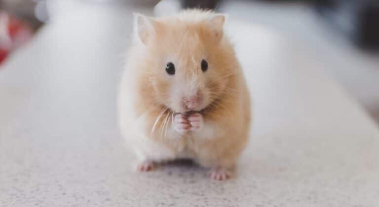 A Study of Facts and Statistics About Animal Testing in the Field of Food Safety