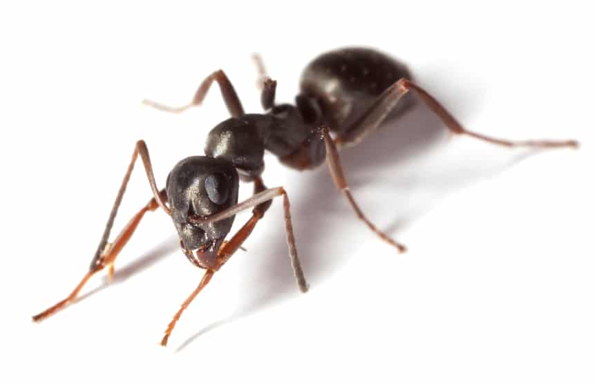 How Many Legs Do Ants Have? - Learn About Nature
