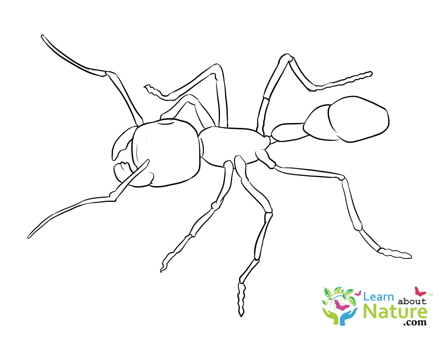 View Coloring Page Of Ants PNG