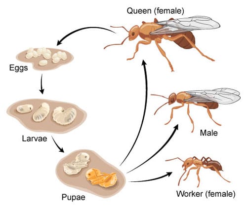 Ant Life Cycle Diagram