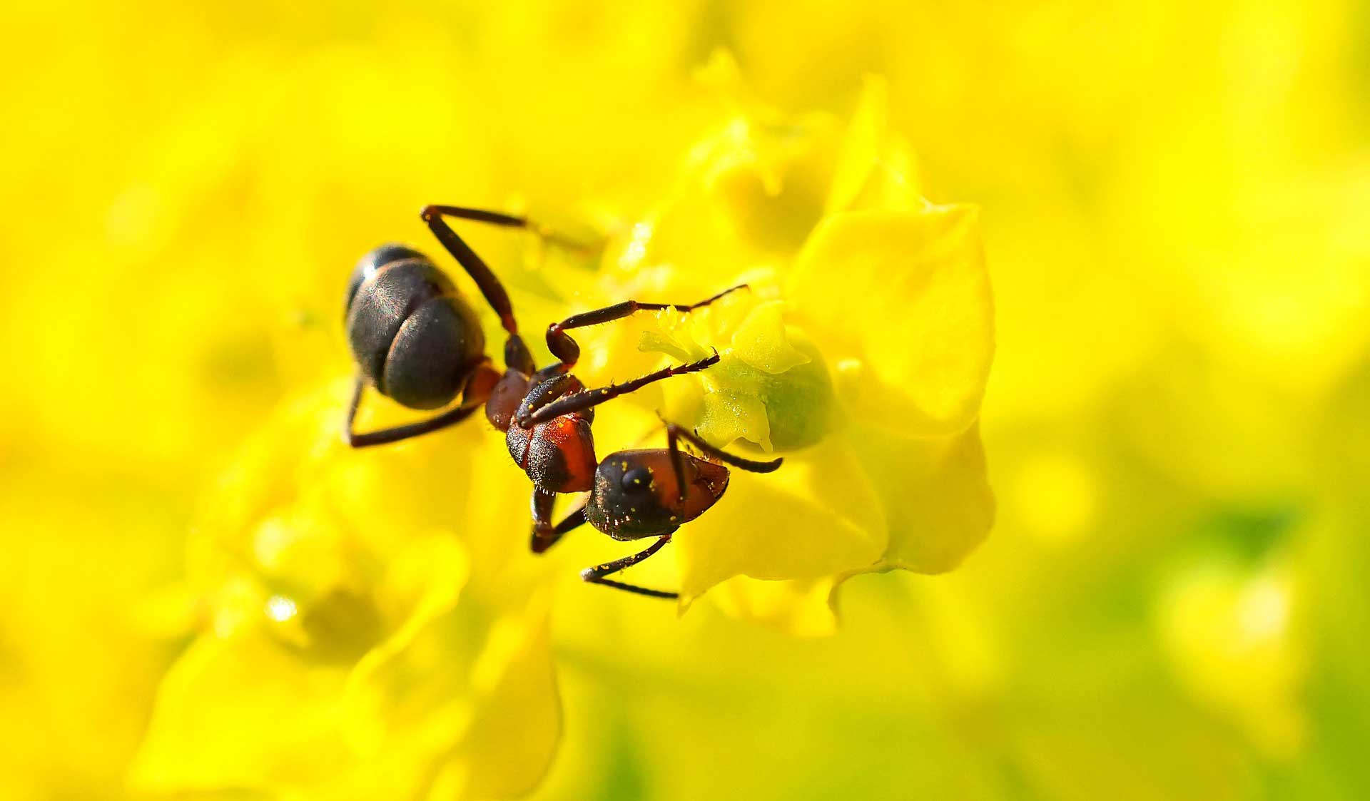 Ant on Flower