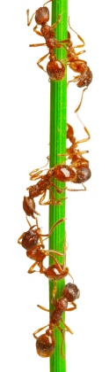 Ants Climbing