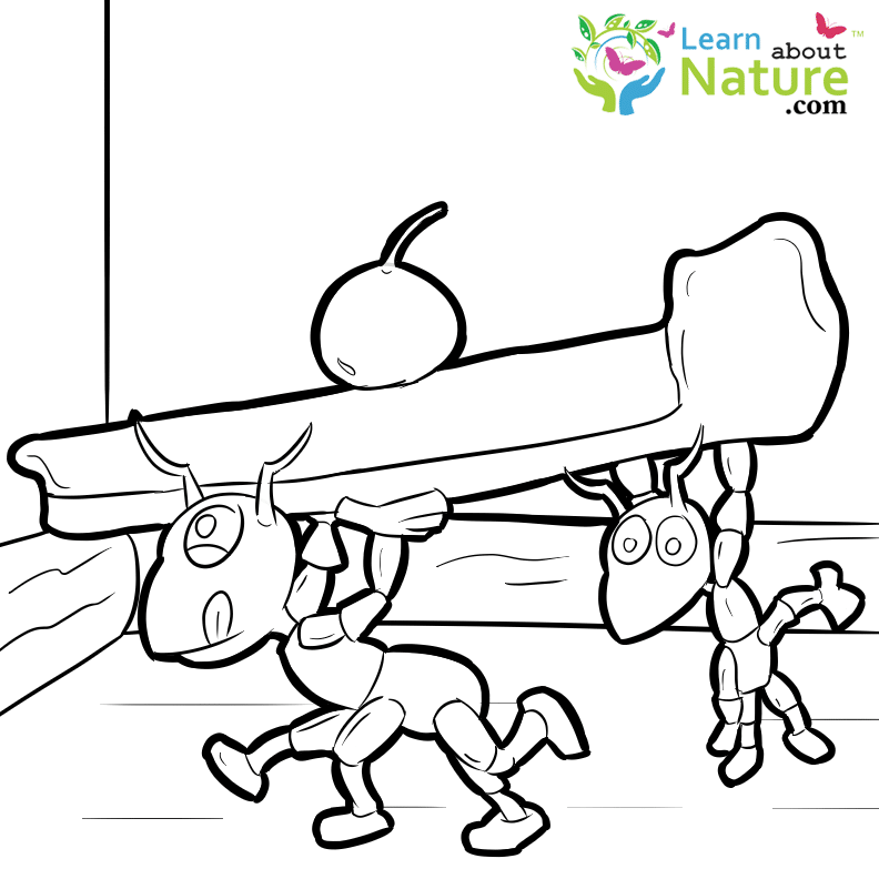 ants-coloring-page-11 - Learn About Nature