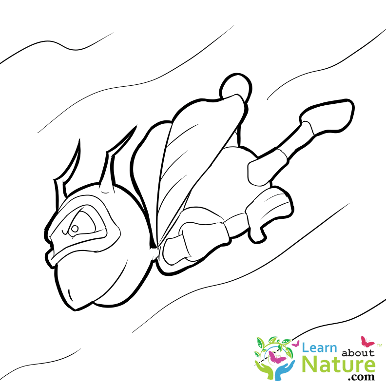 ants-coloring-page-15 - Learn About Nature