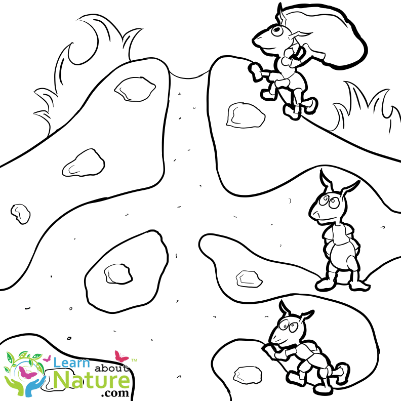 ants-coloring-page-20 - Learn About Nature