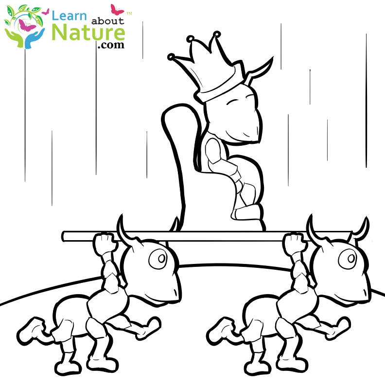 ants-coloring-page-5 - Learn About Nature