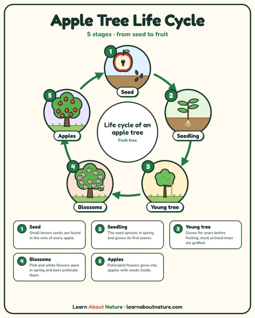 Apple Tree Life Cycle diagram showing seed, seedling, young tree, blossoms and apples stages