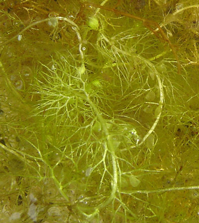 Aquatic Bladderwort