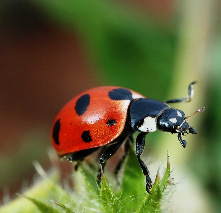 Are ladybugs Poisonous?