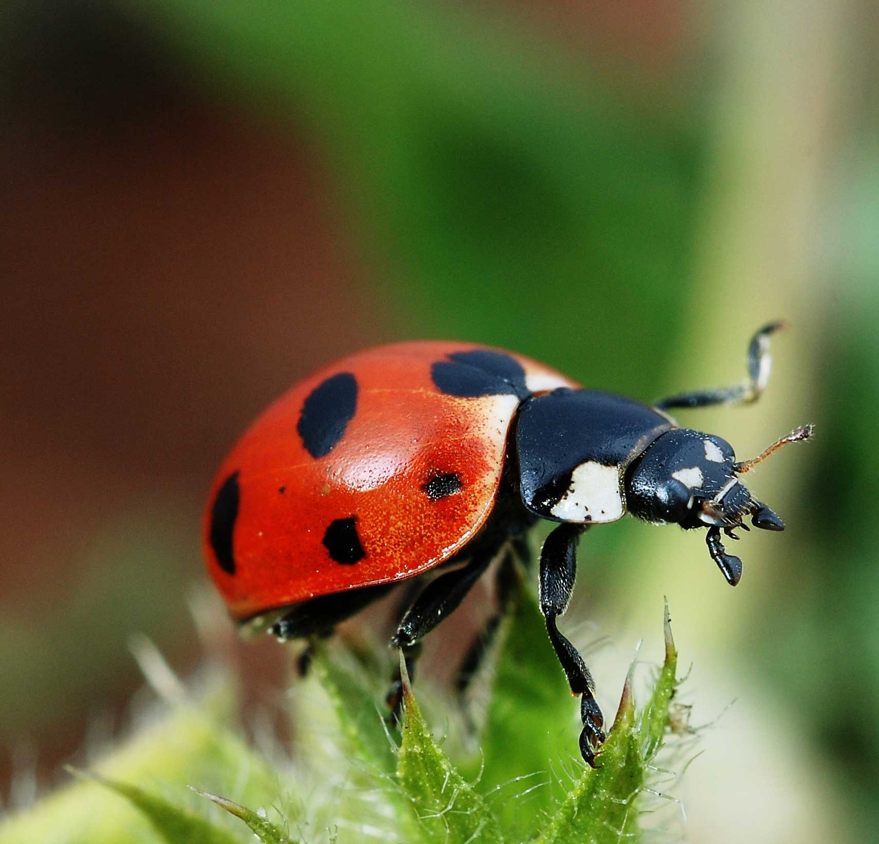 Why Do Ladybugs Have Spots? Do Dragonflies Bite?