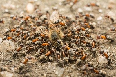 Ants Swarm Eating Dead Bee