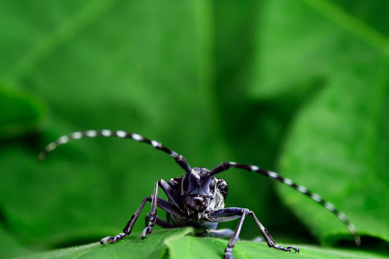 Asian Long Horned Beetle