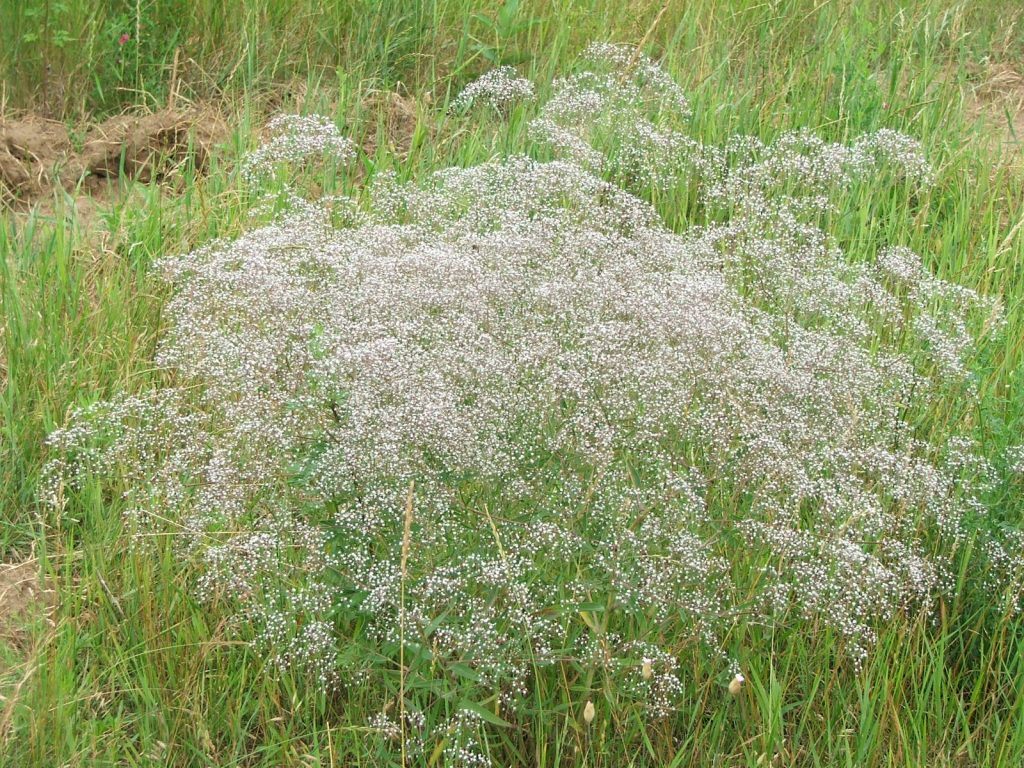 Baby's Breath