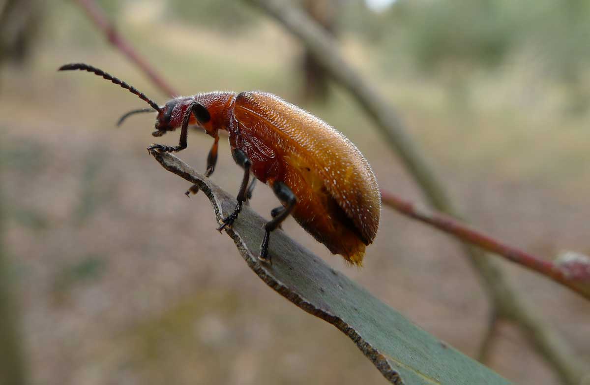 Woodboring Beetle