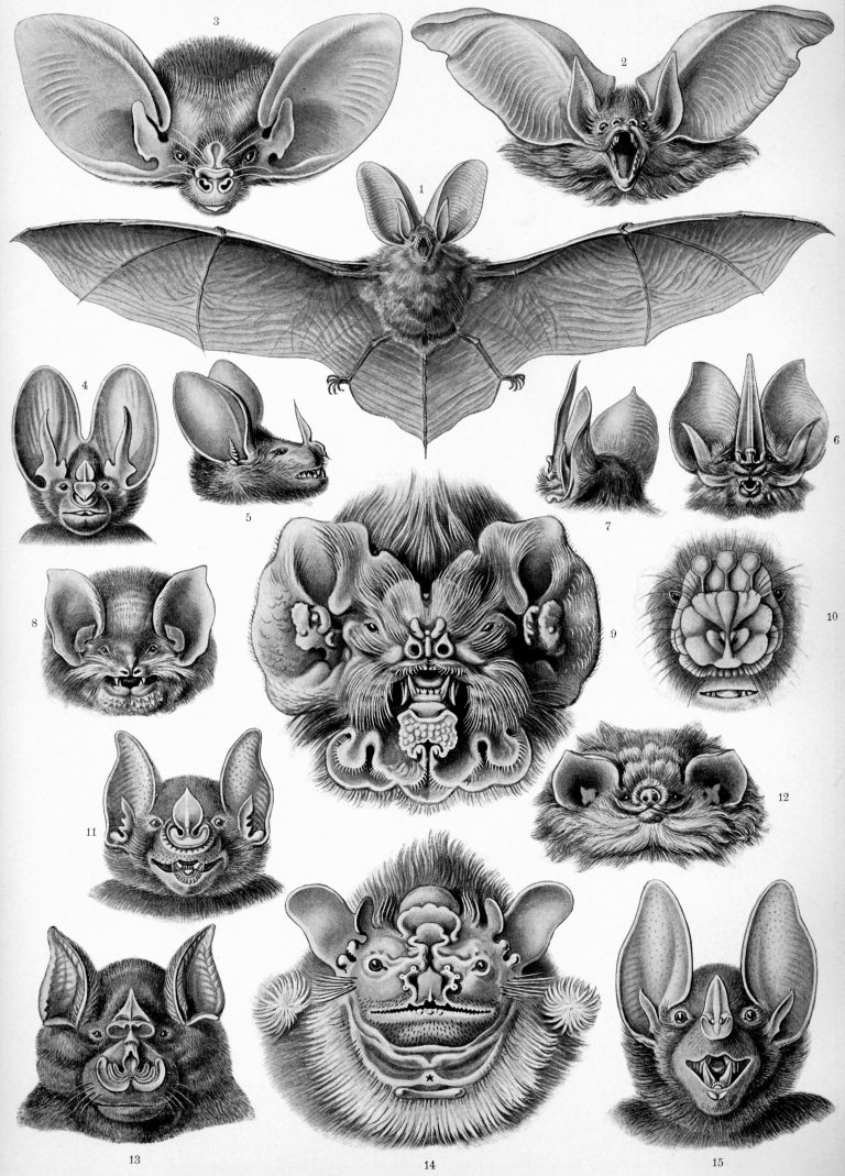 Types of Bats