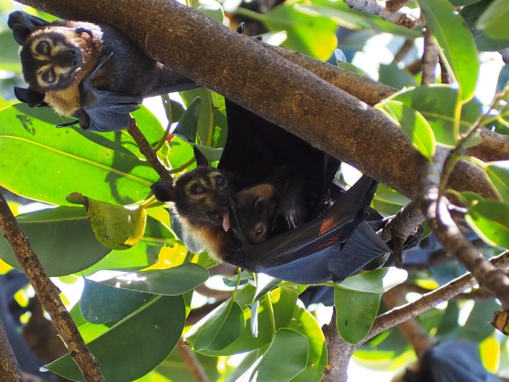 Mother bat hanging with her pup