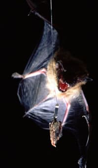 Big Brown Bat Catching a Moth