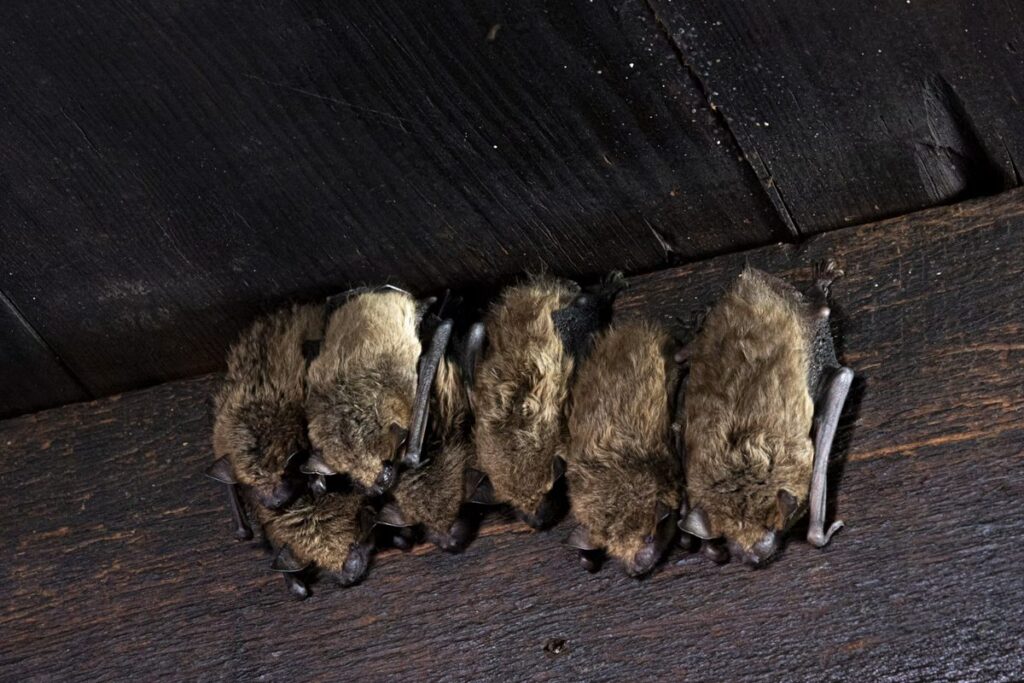 Cluster of bats roosting together