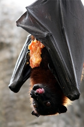 Fruit Bat Eating an Apple