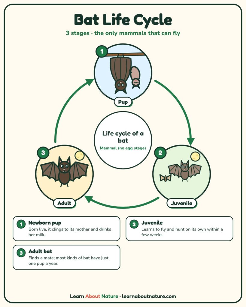 Bat Life Cycle diagram showing newborn pup, juvenile and adult bat stages