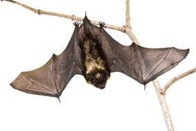 Bat on Branch