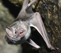Bat Vampire