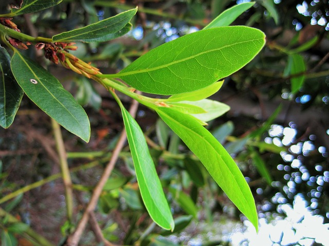 Bay Leaf sprig