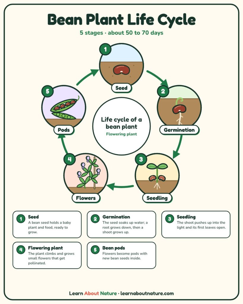 Bean Plant Life Cycle diagram showing seed, germination, seedling, flowering plant and bean pods stages