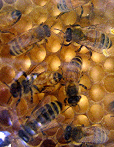 Bees in Hive