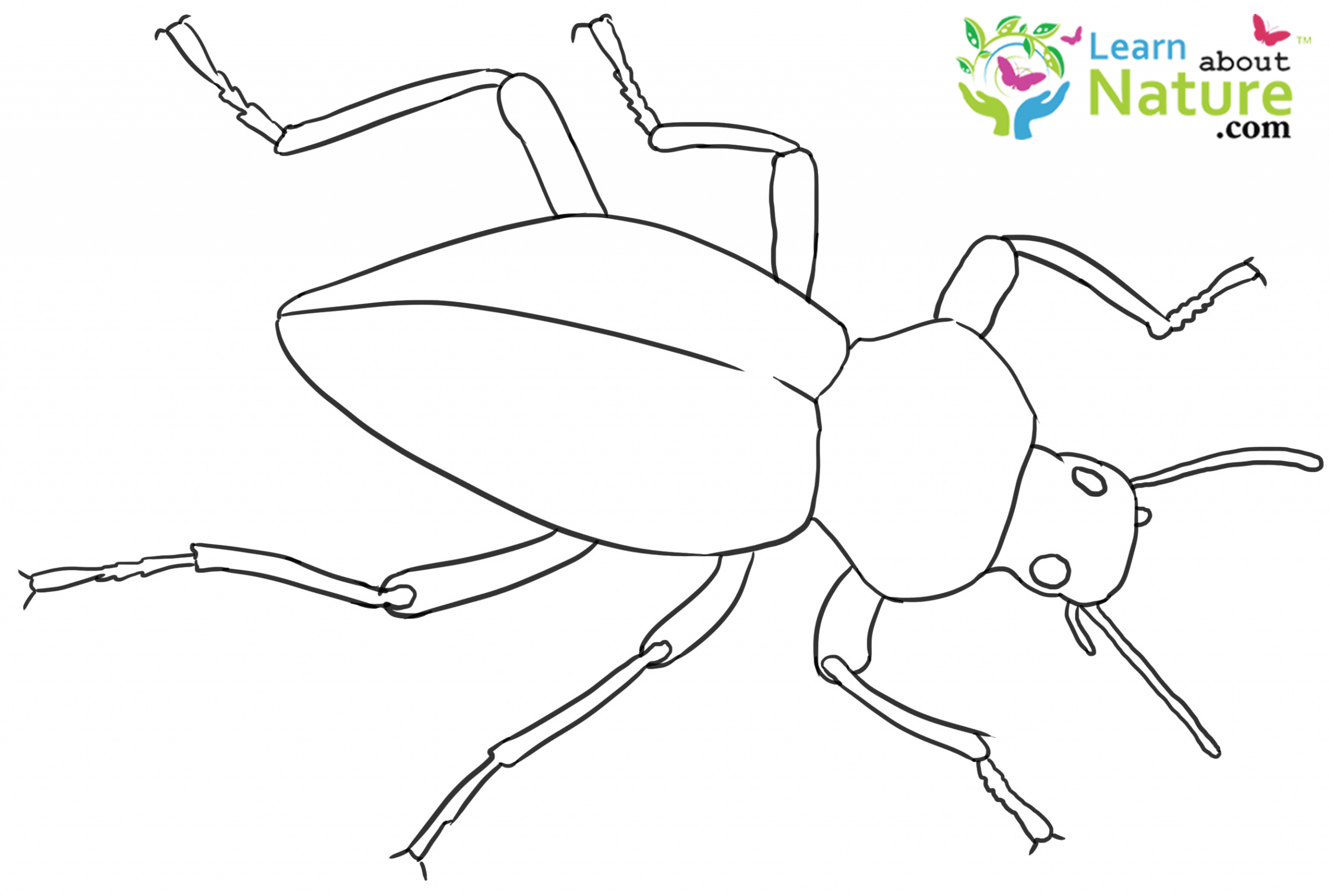 beetle-coloring-pages-to-print-free-coloring-sheets-coloring-pages-to-print-bug-coloring