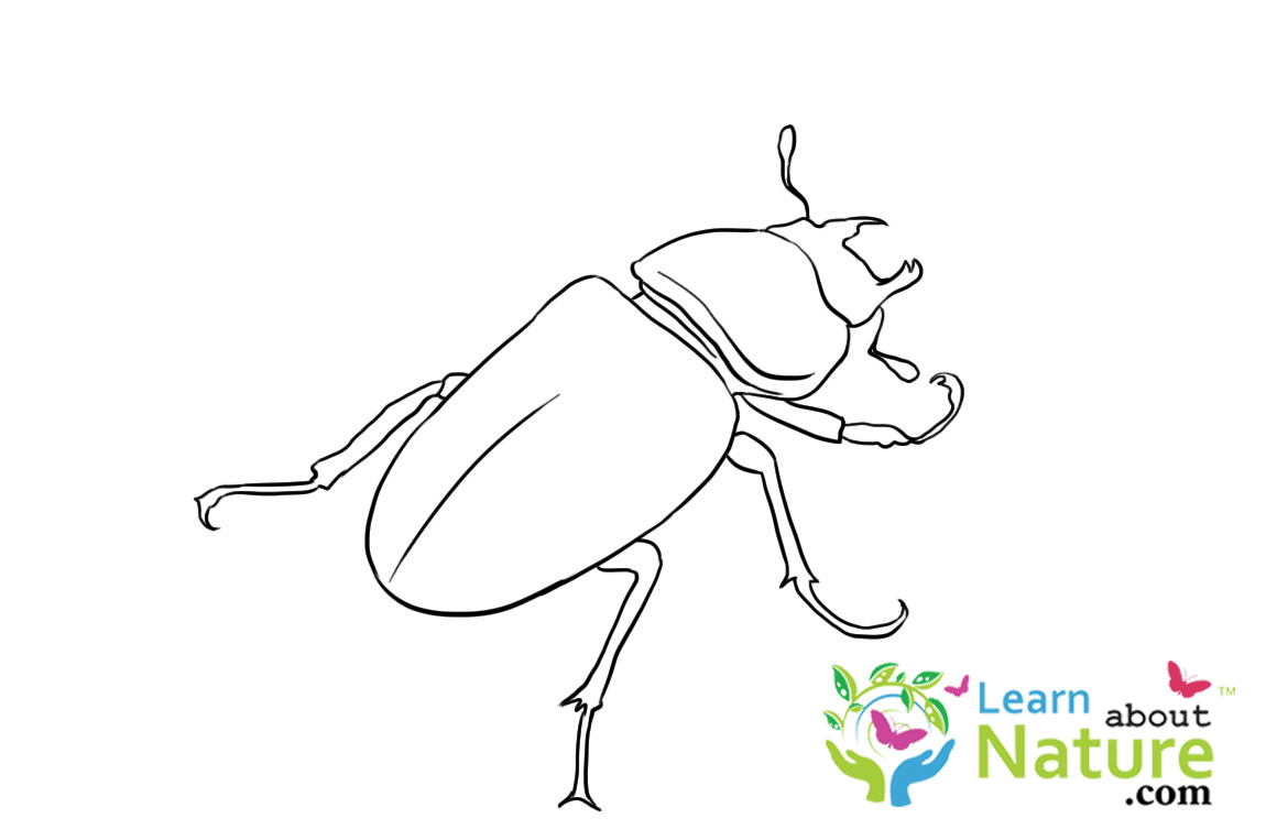 beetle-coloring-page-5 - Learn About Nature