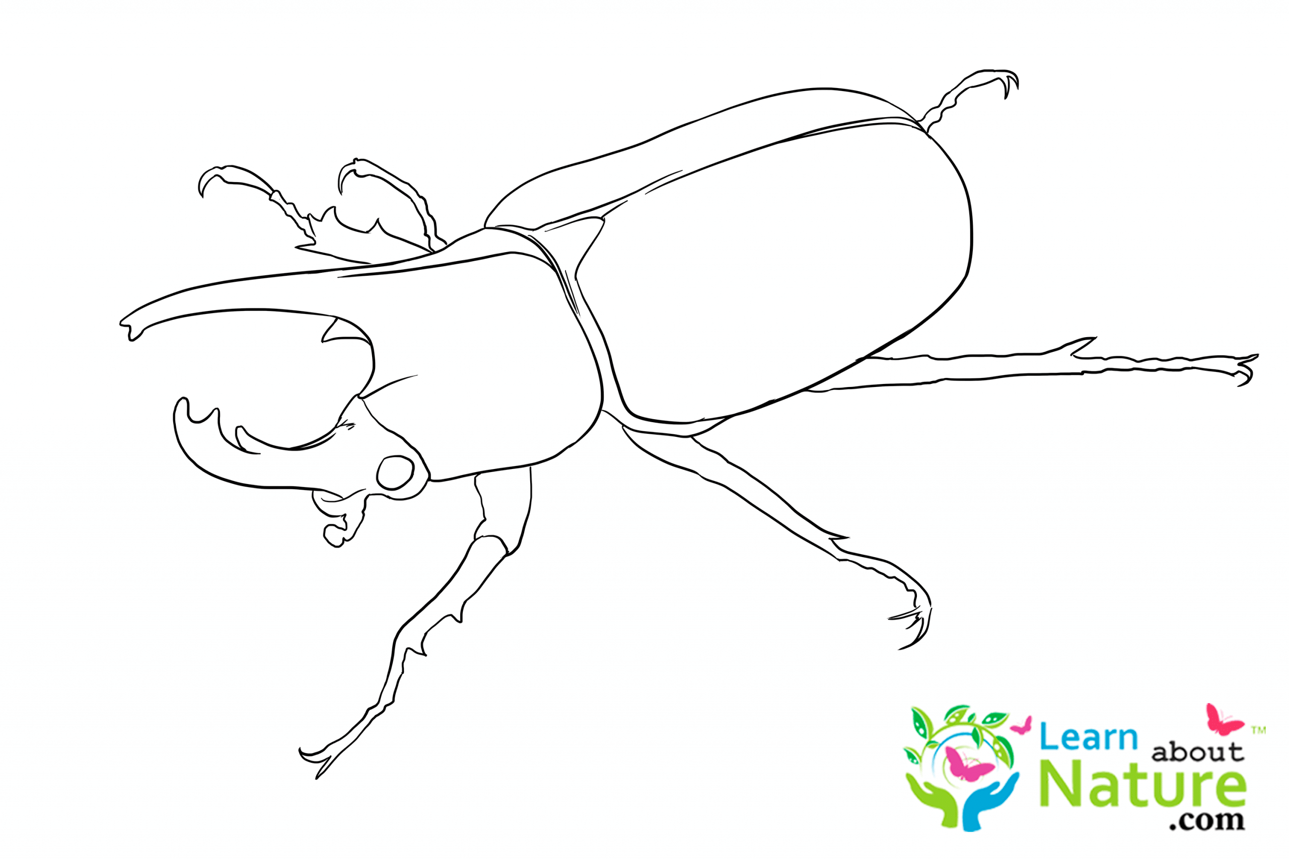 beetle-coloring-page-7 - Learn About Nature