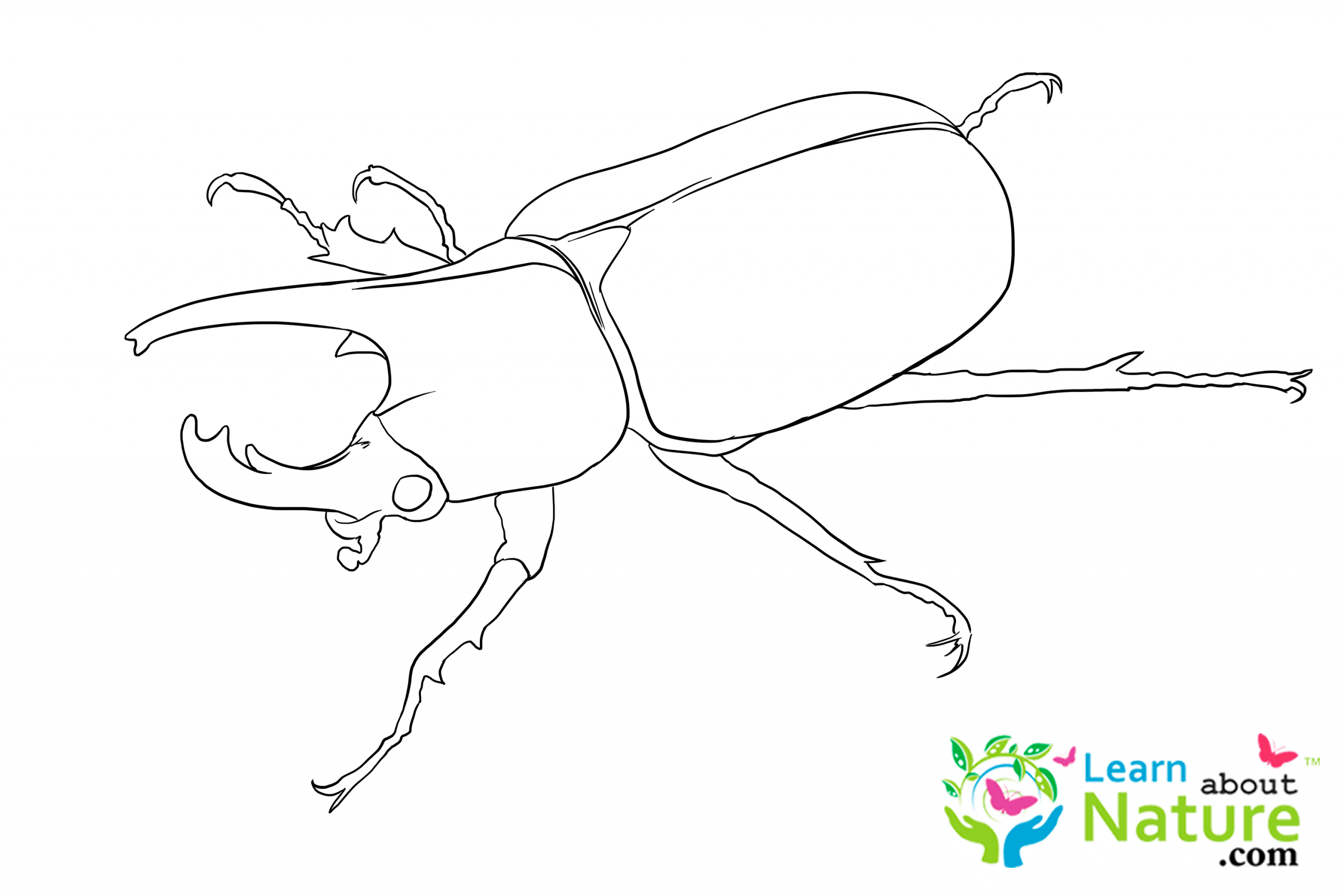 Beetle coloring page 7 Learn About Nature