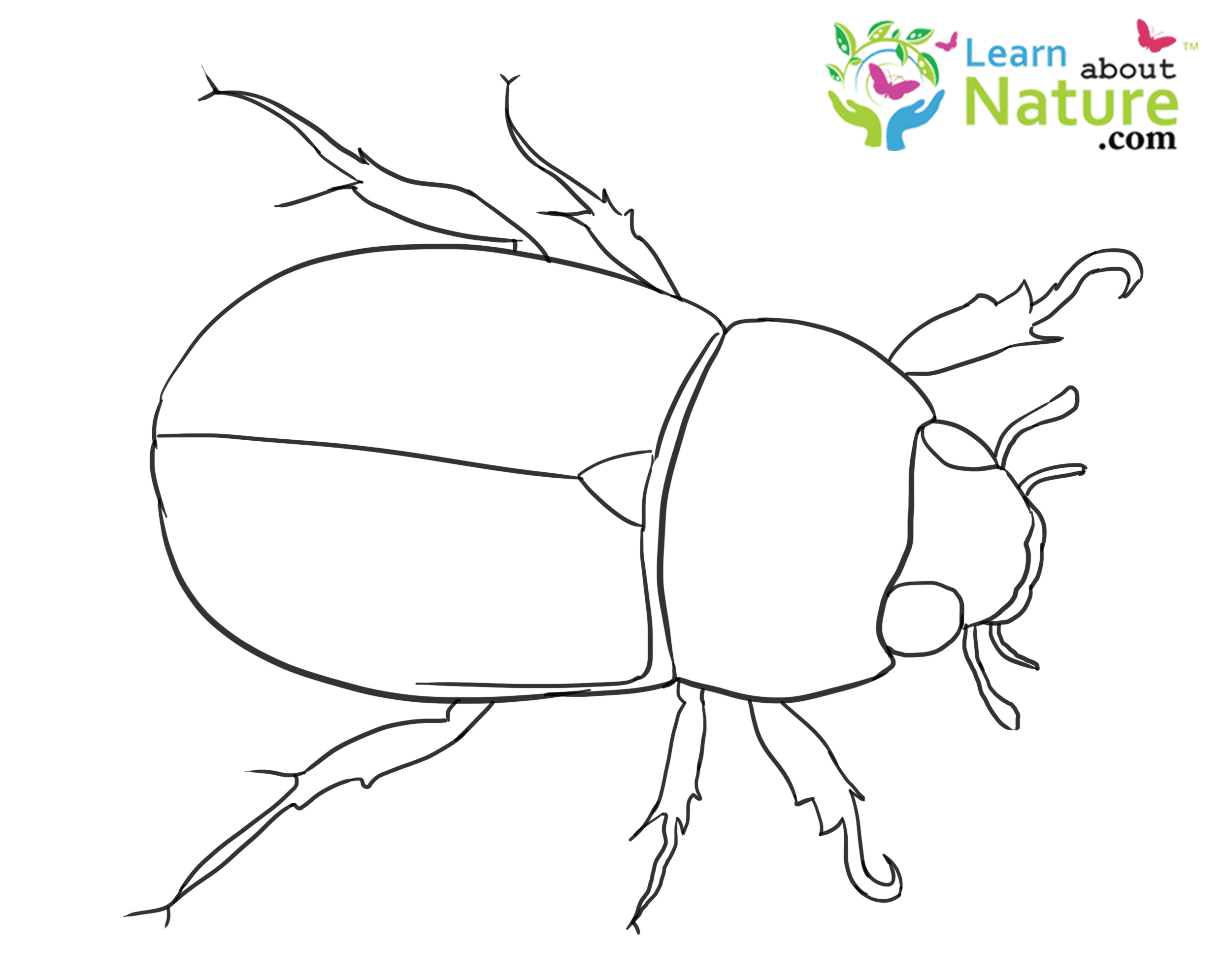 Beetle coloring page 9 Learn About Nature