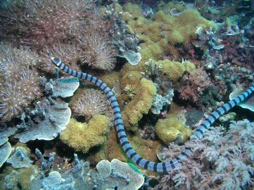 Belchers Sea Snake