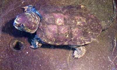 Big Headed Turtle