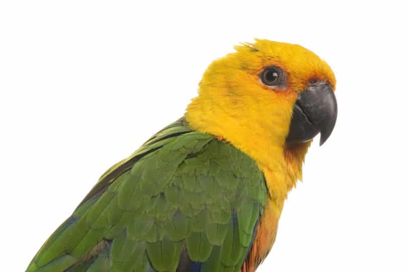 Curious Jenday Conure parrot on a white background